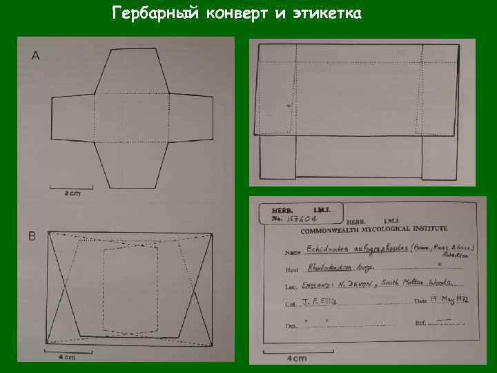 Гербарный конверт и этикетка 