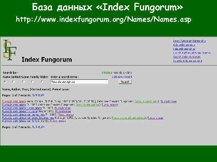 База данных «Index Fungorum» http: //www. indexfungorum. org/Names. asp 