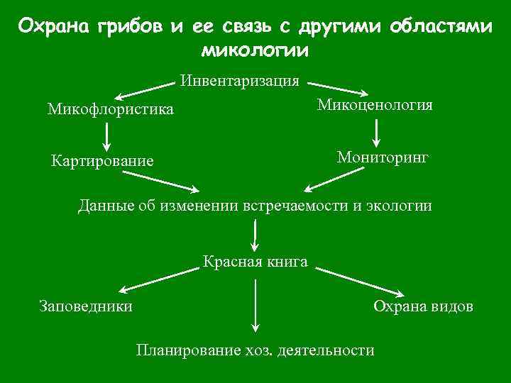 Экологические связи в которых участвуют грибы. Охрана грибов. Как охраняют грибы. Правила охраны грибов. Охрана грибных богатств.