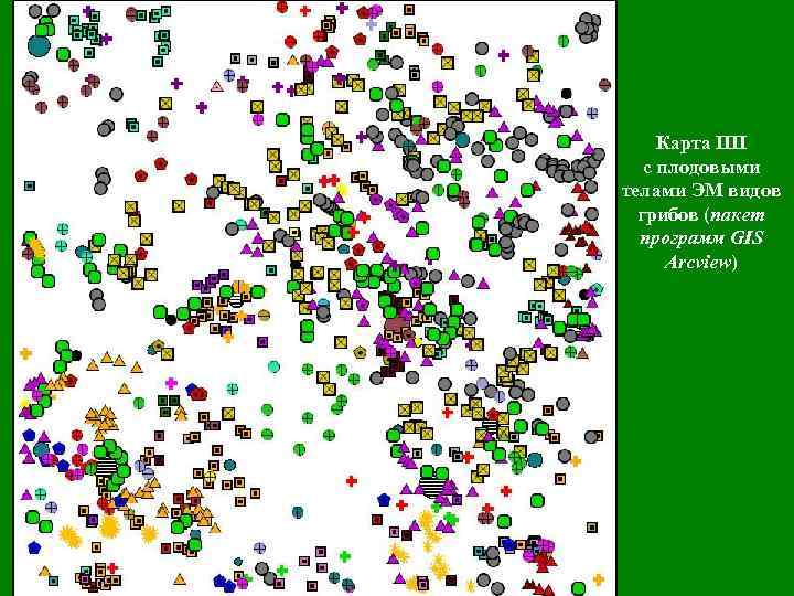 Карта ПП с плодовыми телами ЭМ видов грибов (пакет программ GIS Arcview) 