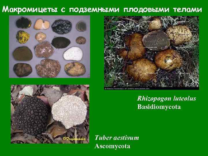 Макромицеты с подземными плодовыми телами Rhizopogon luteolus Basidiomycota Tuber aestivum Ascomycota 