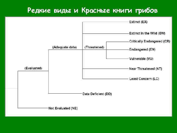 Редкие виды и Красные книги грибов 