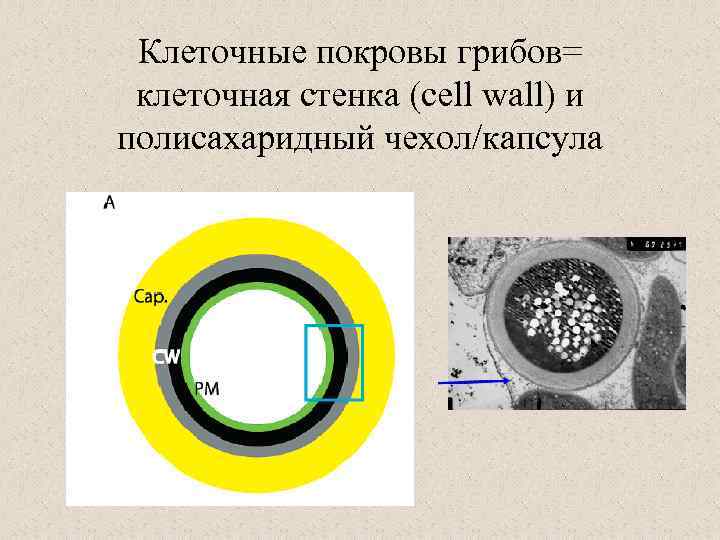 Стенка клетки гриба