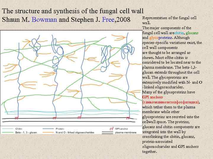 The structure and synthesis of the fungal cell wall Representation of the fungal cell