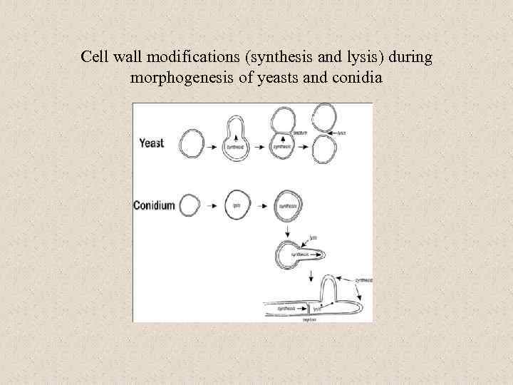 Cell wall modifications (synthesis and lysis) during morphogenesis of yeasts and conidia 