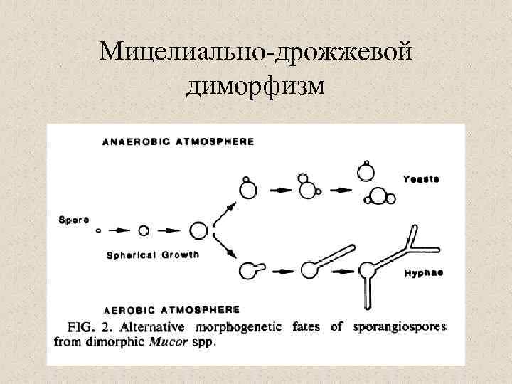 Мицелиально-дрожжевой диморфизм 