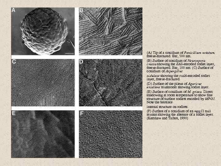  • • (A) Tip of a conidium of Penicillium notatum, freeze-fractured. Bar, 500