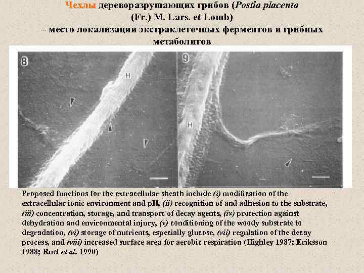 Чехлы дереворазрушающих грибов (Postia placenta (Fr. ) M. Lars. et Lomb) – место локализации