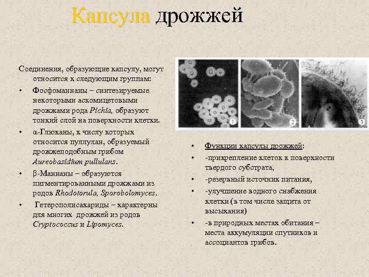 Стенки дрожжей как адсорбент