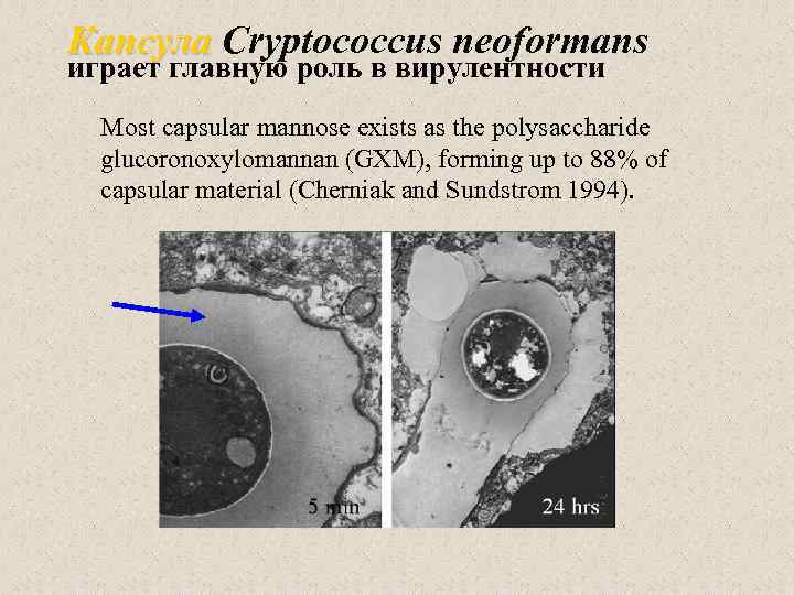Капсула Cryptococcus neoformans играет главную роль в вирулентности Most capsular mannose exists as the