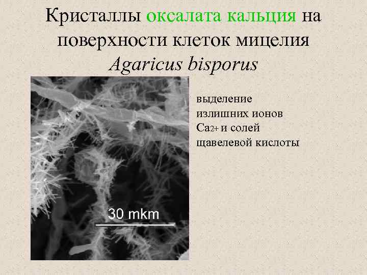 Кристаллы оксалата кальция. Мицелий кальция. Кальций клеточных стенок. Сообщение по оксалата. Карбонатов в клеточном Покрове.