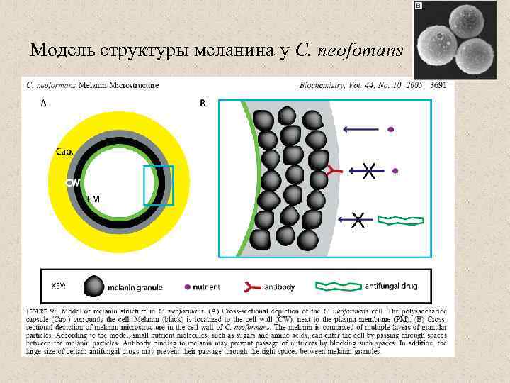 Модель структуры меланина у C. neofomans 