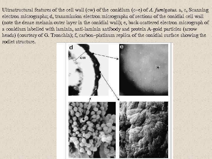 Ultrastructural features of the cell wall (cw) of the conidium (c–e) of A. fumigatus.