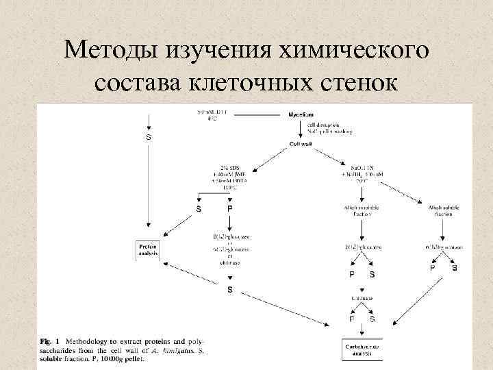 Методы изучения химического состава клеточных стенок 