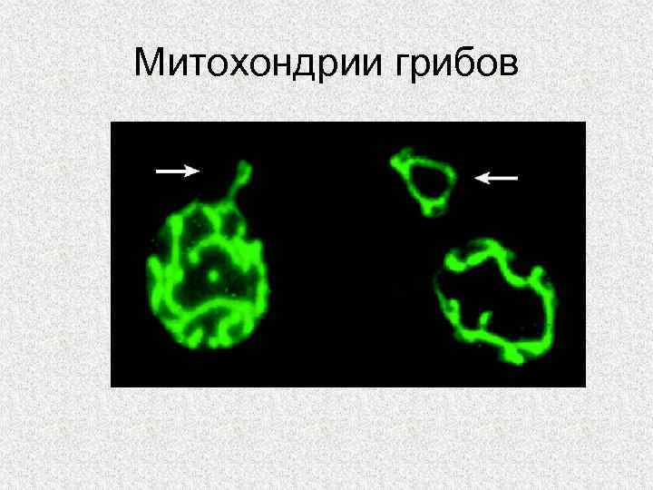 Митохондрии грибов 