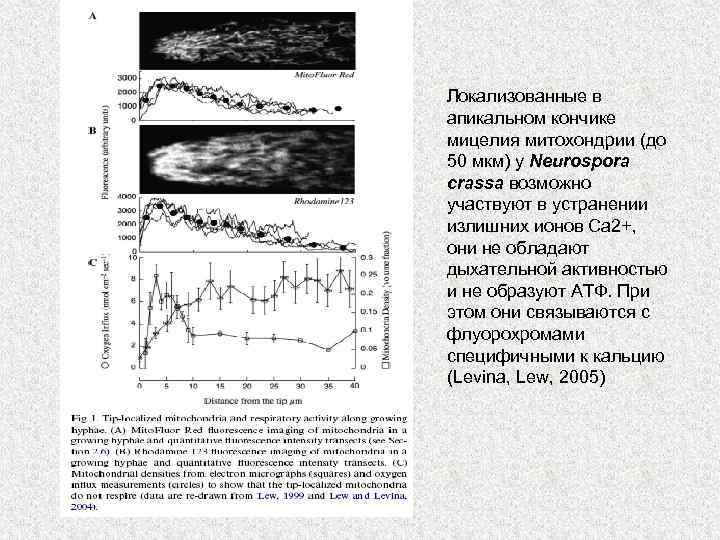 Локализованные в апикальном кончике мицелия митохондрии (до 50 мкм) у Neurospora crassa возможно участвуют