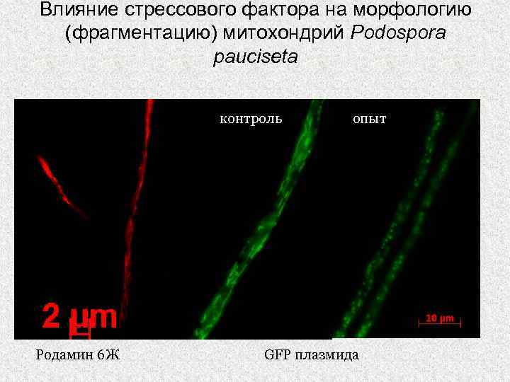 Влияние стрессового фактора на морфологию (фрагментацию) митохондрий Podospora pauciseta контроль Родамин 6 Ж опыт