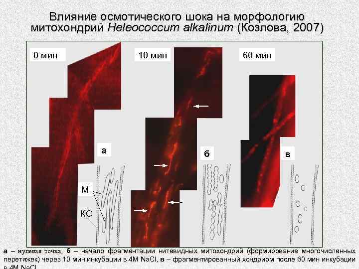 Влияние осмотического шока на морфологию митохондрий Heleococcum alkalinum (Козлова, 2007) 0 мин 10 мин