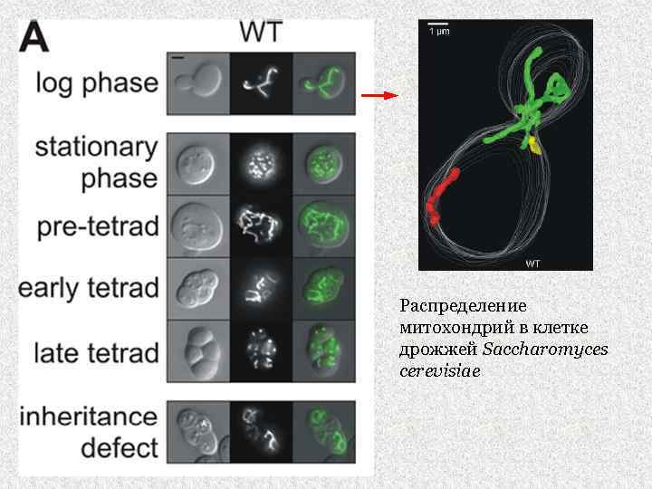 Распределение митохондрий в клетке дрожжей Saccharomyces cerevisiae 