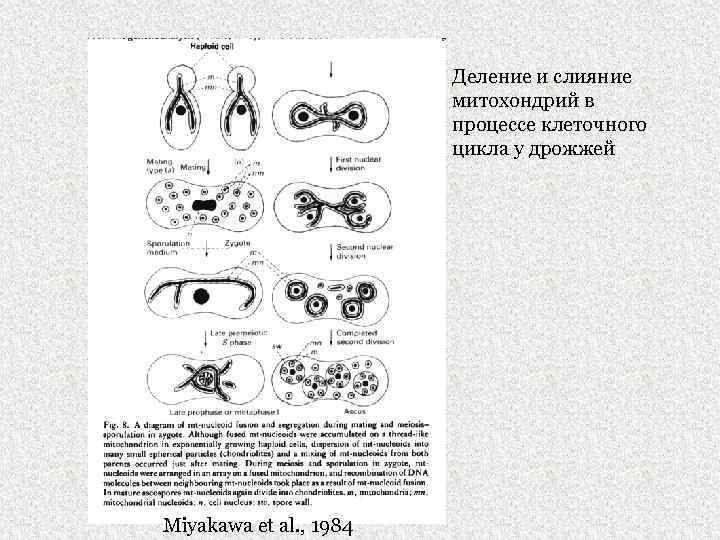 Деление и слияние митохондрий в процессе клеточного цикла у дрожжей Miyakawa et al. ,