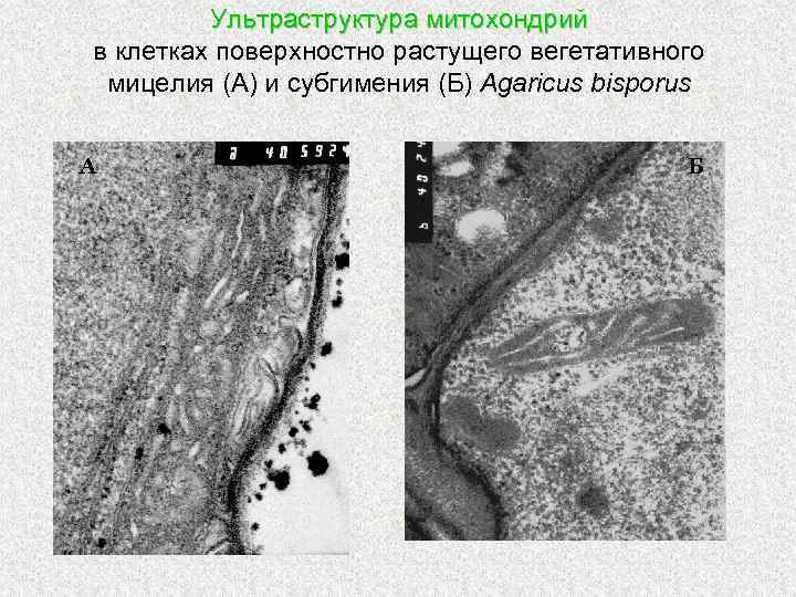 Ультраструктура митохондрий в клетках поверхностно растущего вегетативного мицелия (А) и субгимения (Б) Agaricus bisporus