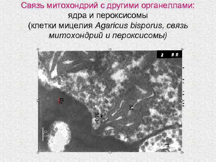 Связь митохондрий с другими органеллами: ядра и пероксисомы (клетки мицелия Agaricus bisporus, связь митохондрий