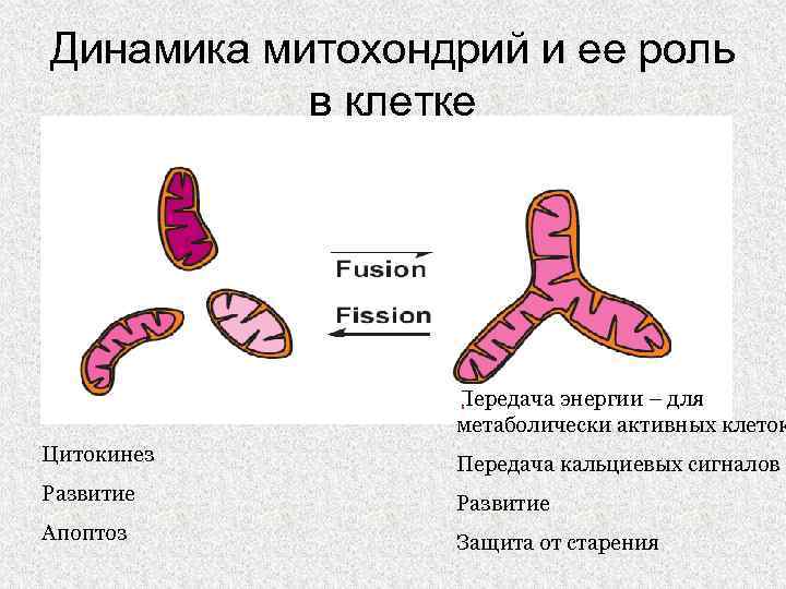 Динамика митохондрий и ее роль в клетке Передача энергии – для метаболически активных клеток