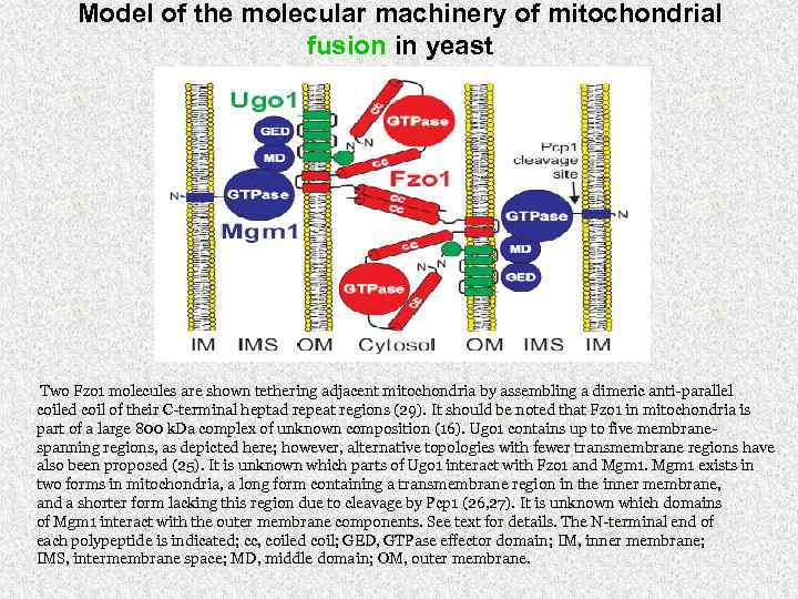 Model of the molecular machinery of mitochondrial fusion in yeast Two Fzo 1 molecules