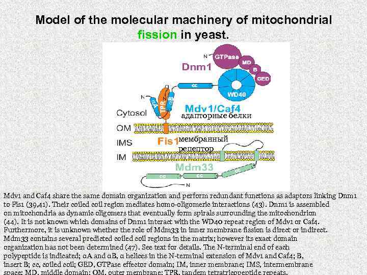 Model of the molecular machinery of mitochondrial fission in yeast. адапторные белки мембранный рецептор