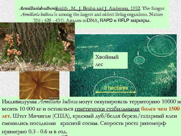 Armillariabulbosa (Smith , M. , J. Bruhn and J. Anderson, 1992. The fungus Armillaria