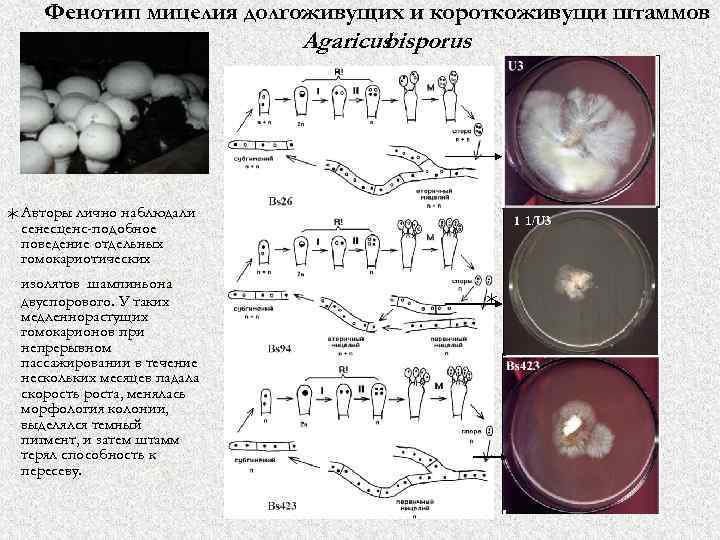 Фенотип мицелия долгоживущих и короткоживущи штаммов Agaricus bisporus * Авторы лично наблюдали сенесценс-подобное поведение