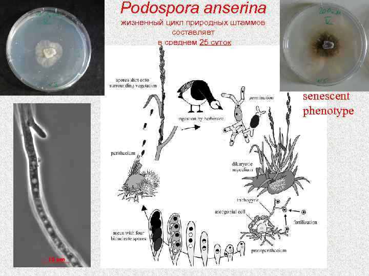 Podospora anserina жизненный цикл природных штаммов составляет в среднем 25 суток senescent phenotype 