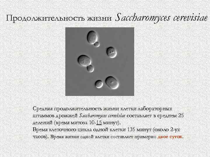 Продолжительность жизни Saccharomyces cerevisiae Средняя продолжительность жизни клетки лабораторных штаммов дрожжей Saccharomyces cerevisiae составляет