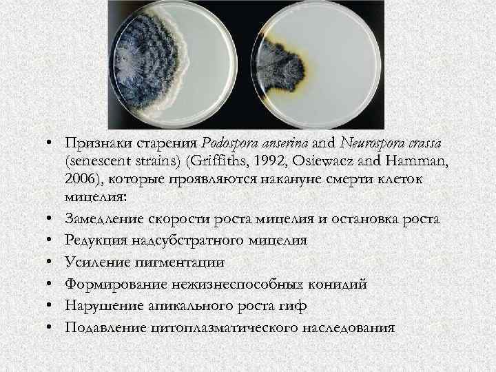  • Признаки старения Podospora anserina and Neurospora crassa (senescent strains) (Griffiths, 1992, Osiewacz