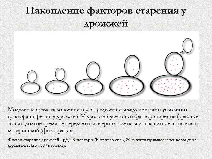 Накопление факторов старения у дрожжей Модельная схема накопления и распределения между клетками условного фактора