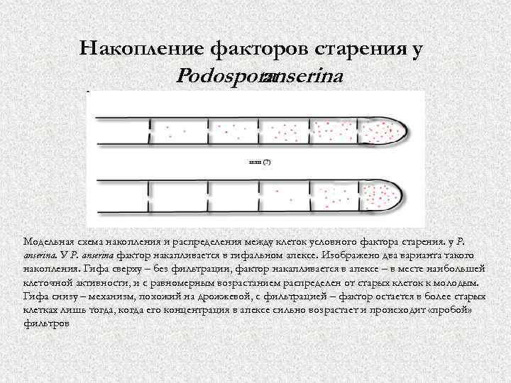 Накопление факторов старения у Рodospora anserina Модельная схема накопления и распределения между клеток условного