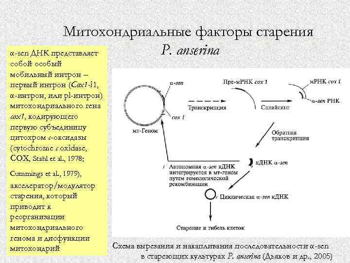 Митохондриальные факторы старения P. anserina α-sen ДНК представляет собой особый мобильный интрон – первый