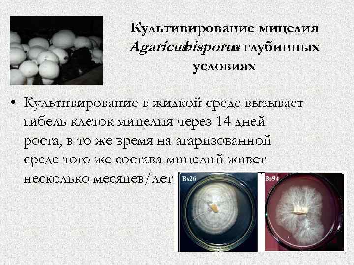 Культивирование мицелия Agaricus bisporus глубинных в условиях • Культивирование в жидкой среде вызывает гибель