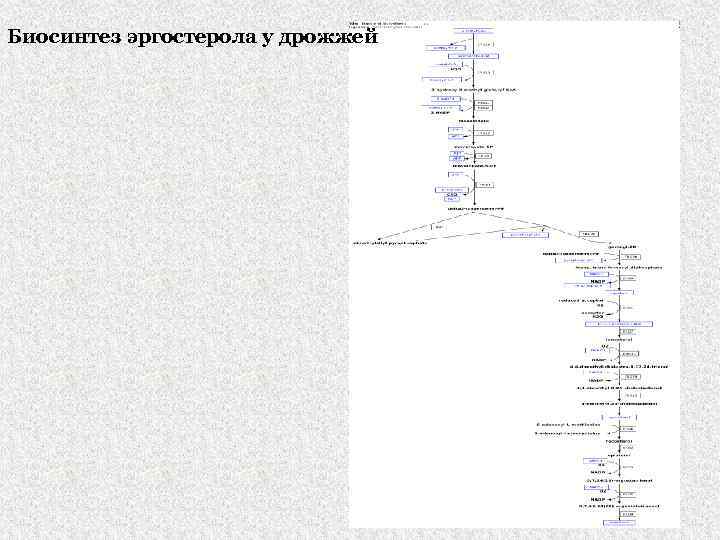 Биосинтез эргостерола у дрожжей 