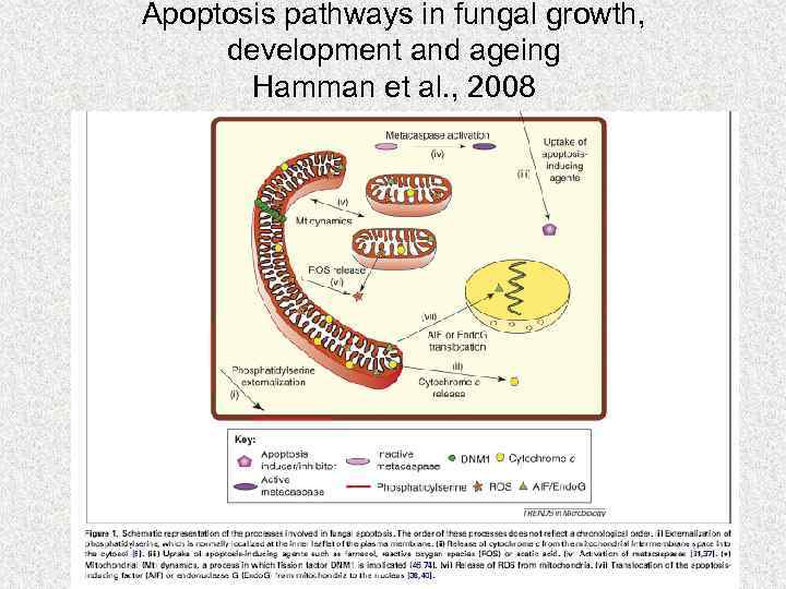 Apoptosis pathways in fungal growth, development and ageing Hamman et al. , 2008 