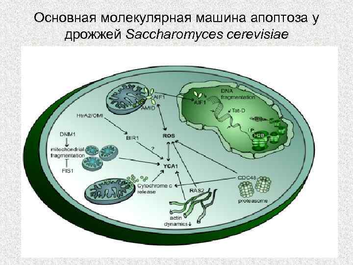 Основная молекулярная машина апоптоза у дрожжей Saccharomyces cerevisiae 