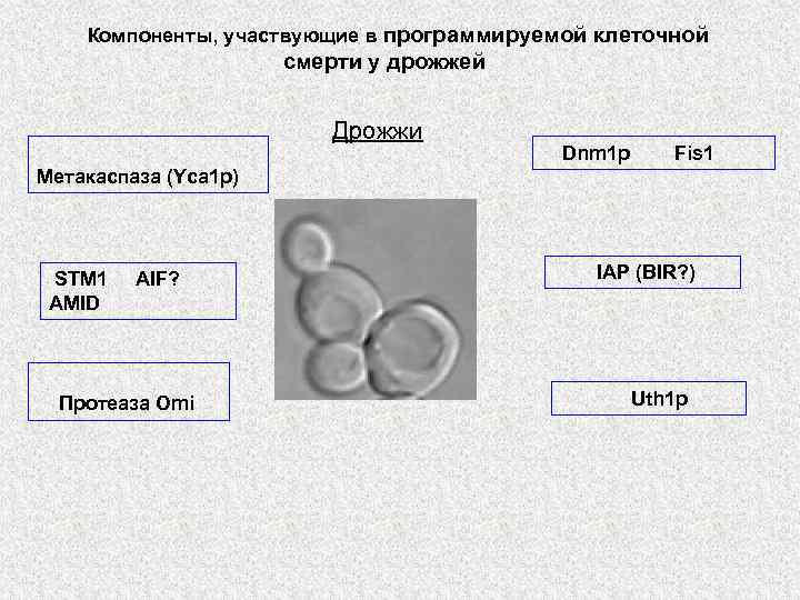 Компоненты, участвующие в программируемой клеточной смерти у дрожжей Дрожжи Dnm 1 p Fis 1