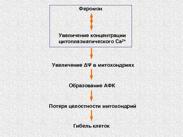 Феромон Увеличение концентрации цитоплазматического Ca 2+ Увеличение ΔΨ в митохондриях Образование АФК Потеря целостности