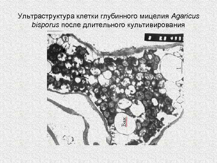 Ультраструктура клетки глубинного мицелия Agaricus bisporus после длительного культивирования 