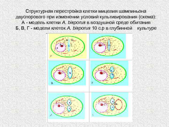 Структурная перестройка клетки мицелия шампиньона двуспорового при изменении условий культивирования (схема): А - модель