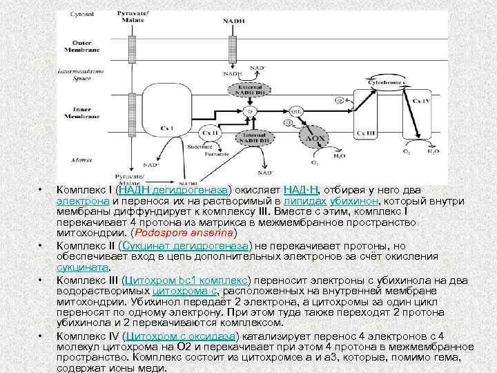  • • Комплекс I (НАДН дегидрогеназа) окисляет НАД∙Н, отбирая у него два электрона