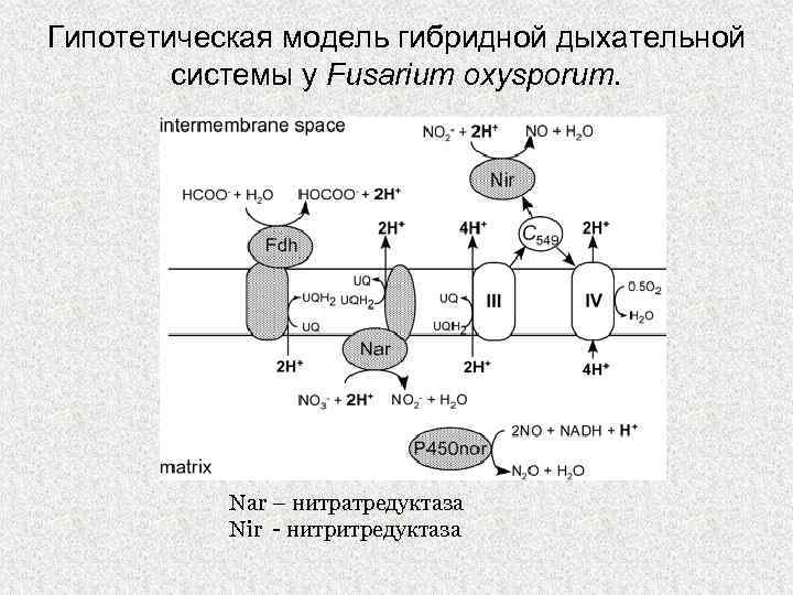 Гипотетическая модель гибридной дыхательной системы у Fusarium oxysporum. Nar – нитратредуктаза Nir - нитритредуктаза