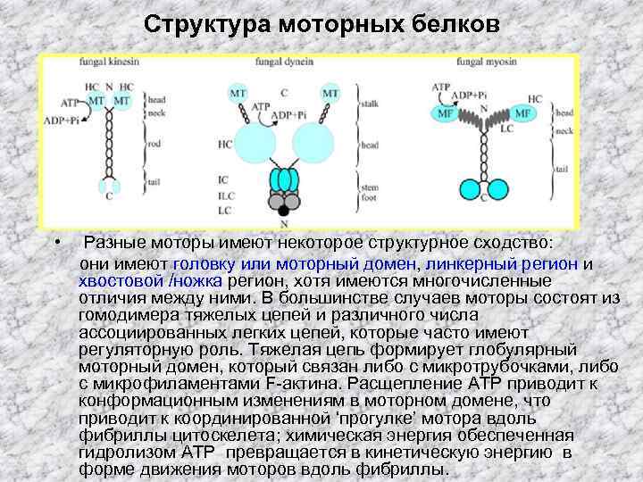 Структура моторных белков • Разные моторы имеют некоторое структурное сходство: они имеют головку или