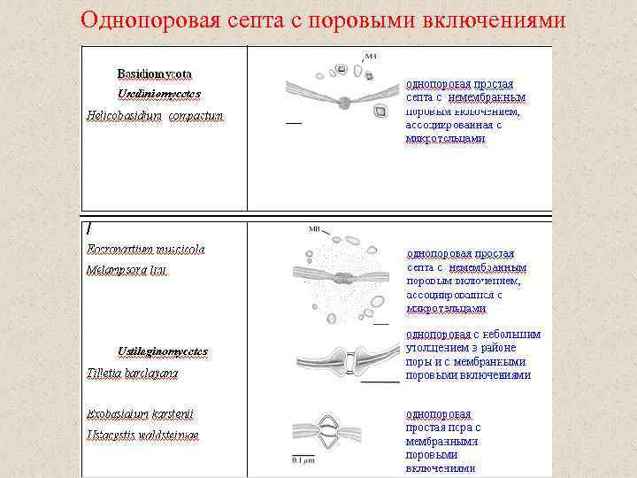 Однопоровая септа с поровыми включениями 