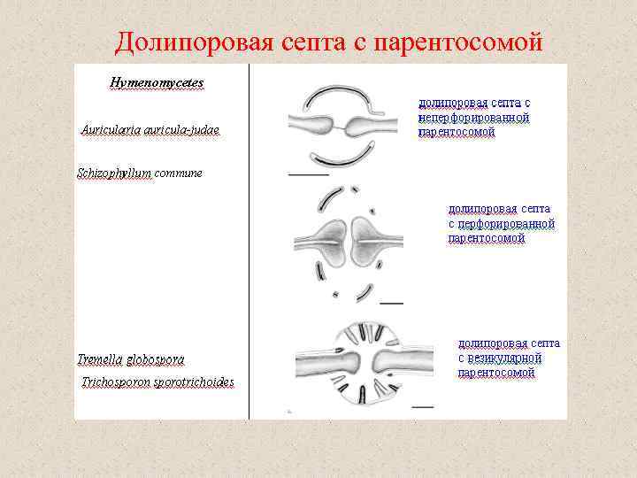 Долипоровая септа с парентосомой 